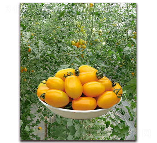 金妃一號F1-黃色小番茄種子-中農(nóng)天騰