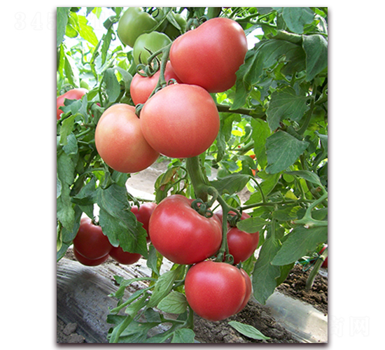 ���m����һ̖F1-����۹����ѷN��-���r(n��ng)���v