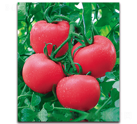 中農(nóng)二號F1-耐熱精品粉果番茄種子-中農(nóng)天騰