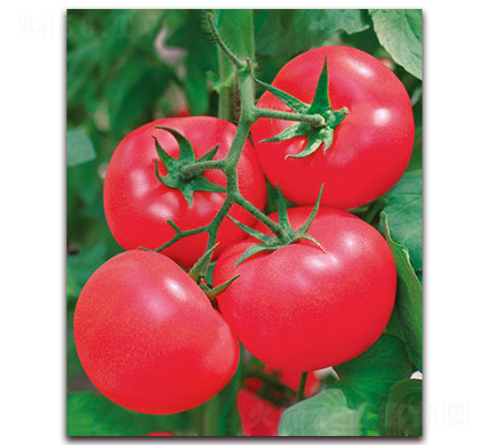 荷蘭佳粉F1-抗TY粉果番茄種子-中農(nóng)天騰