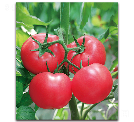 荷蘭超早三號(hào)-極早熟粉果番茄種子-中農(nóng)天騰