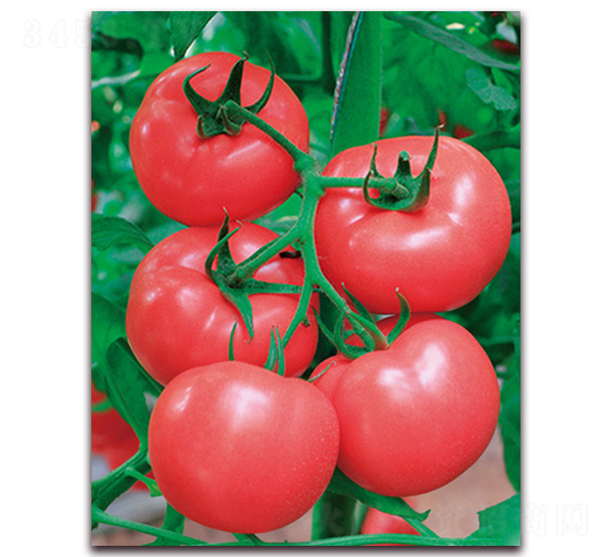 中農(nóng)五號(hào)-大果型粉果番茄種子-中農(nóng)天騰