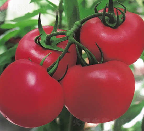 中農(nóng)七號(hào)-抗病高產(chǎn)番茄種子-中農(nóng)天騰