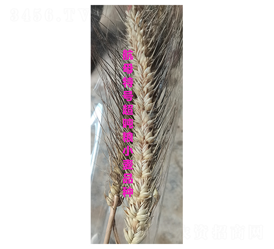 ��ĸ��̖�����Z-С���N��-ס��