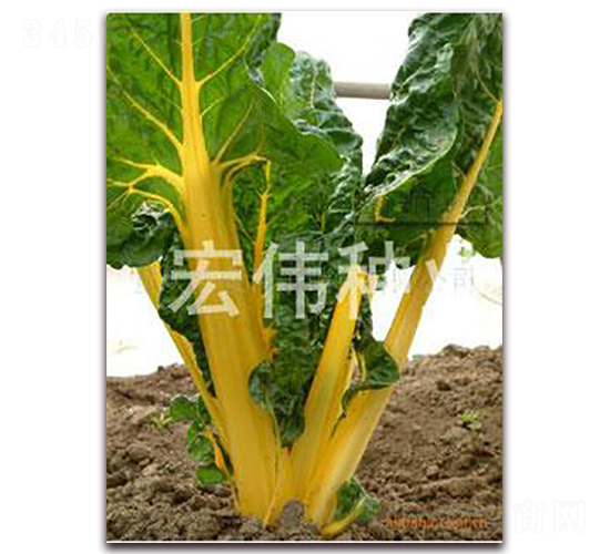 ���~���-��˷N��-�ꂥ�N�I(y��)