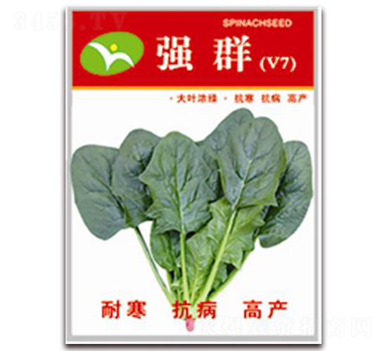 強群-菠菜種子-宏偉種業(yè)