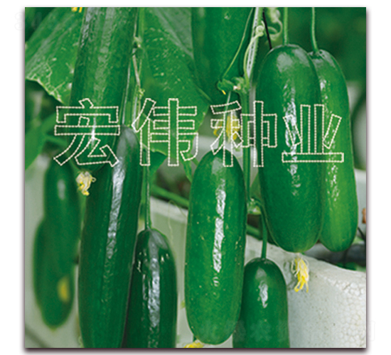 荷蘭八號-黃瓜種子-宏偉種業(yè)