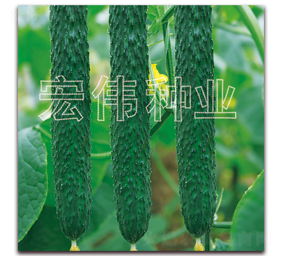 荷蘭36-黃瓜種子-宏偉種業(yè)