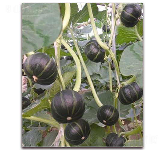 �Gؐؐ-�ϹϷN��-�ꂥ�N�I(y��)