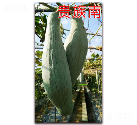 �F���Ϲ�-�ϹϷN��-�ꂥ�N�I(y��)