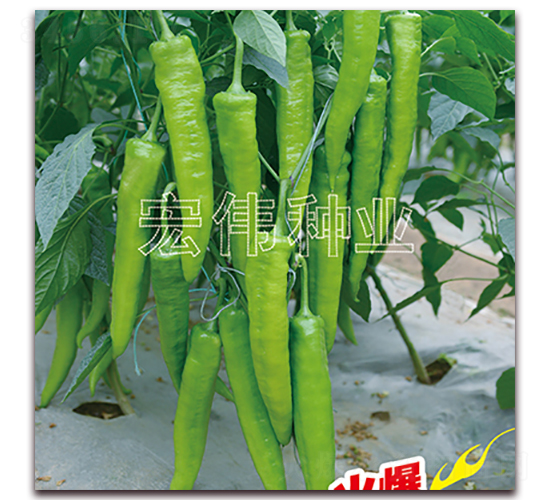 ����һ̖-�����N��-�ꂥ�N�I(y��)