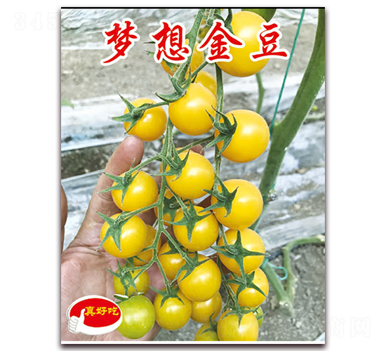 �����-�������t���N��-�ꂥ�N�I(y��)