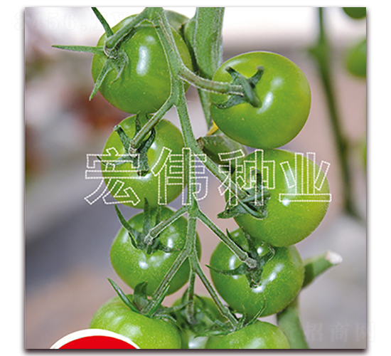 �G�A��-�������t���N��-�ꂥ�N�I(y��)