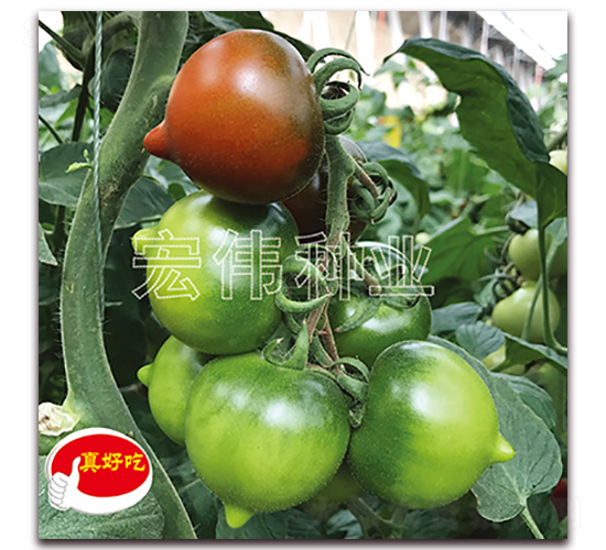 ����һ̖-�������t���N��-�ꂥ�N�I(y��)