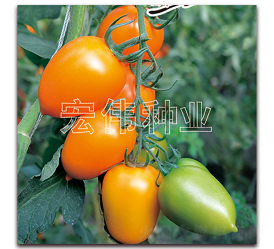 金牛一號-櫻桃西紅柿種子-宏偉種業(yè)