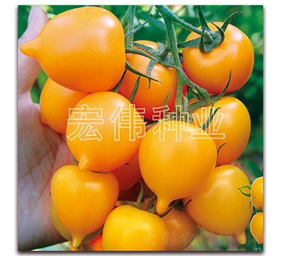 金桃一號-櫻桃西紅柿種子-宏偉種業(yè)