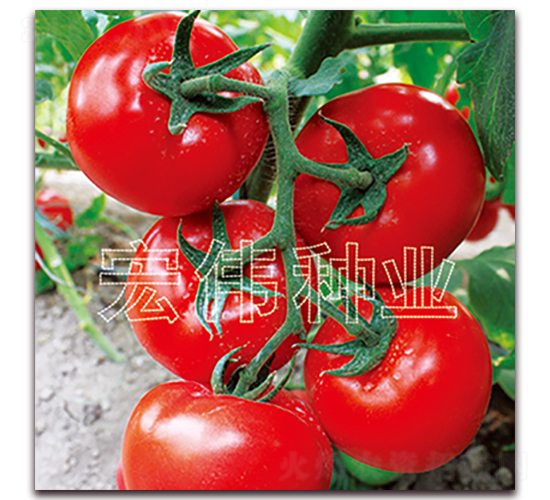 全能218-紅果西紅柿種子-宏偉種業(yè)
