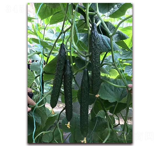 德瑞-黃瓜種子-德萊高科