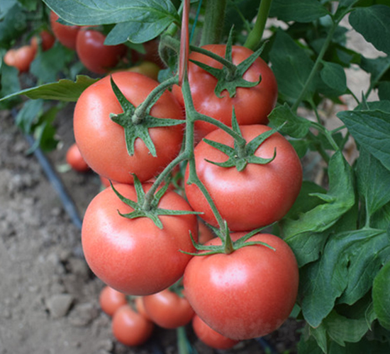 嫦娥二號-粉果西紅柿種子-德萊高科