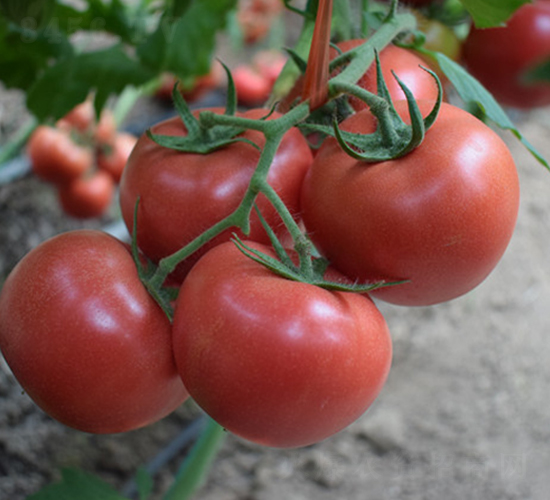德萊五號(hào)-粉果西紅柿種子-德萊高科