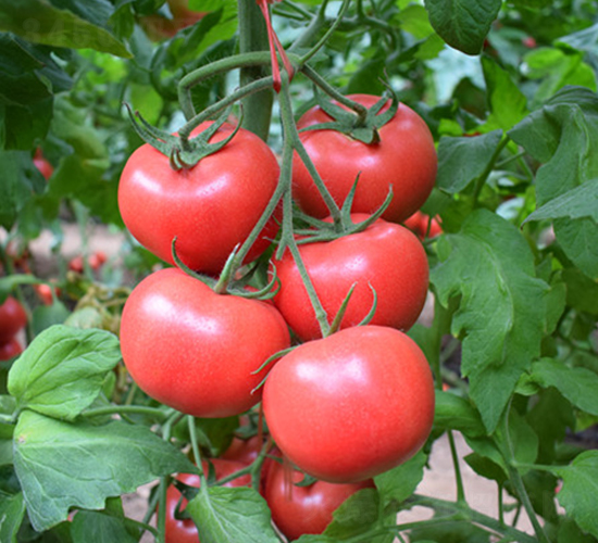 德萊三號(hào)-粉果西紅柿種子-德萊高科