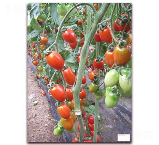 �t��-�tɫ���ҷ��ѷN��-���f��