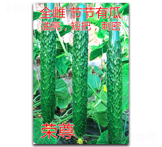 �s��-�S�ϷN��-�|�Z�r(n��ng)�I(y��)