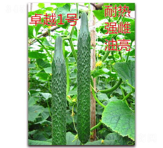 卓越一號-黃瓜種子-億諾農(nóng)業(yè)