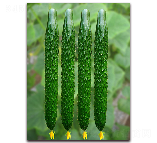 榮博-黃瓜種子-億諾農(nóng)業(yè)