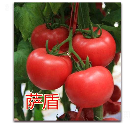 薩盾-粉果番茄種子-億諾農業(yè)