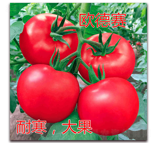 歐德賽-粉果番茄種子-億諾農(nóng)業(yè)