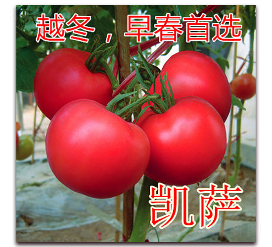 凱薩-粉果番茄種子-億諾農(nóng)業(yè)