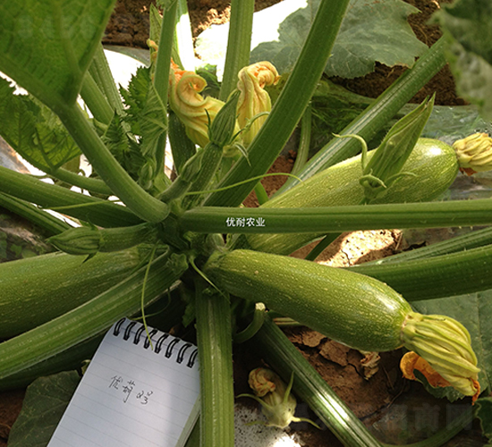 優(yōu)葫二號-西葫蘆種子-優(yōu)耐農業(yè)