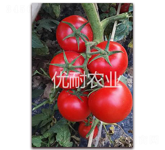 ��(y��u)�t1813-���ѷN��-��(y��u)���r�I(y��)