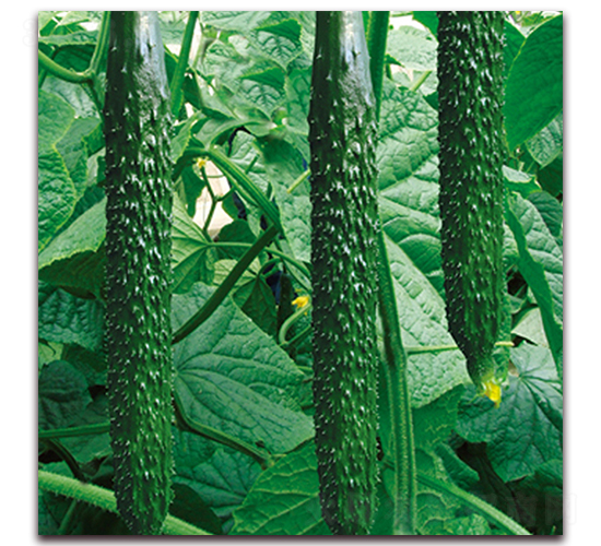 沃林12-黃瓜種子-德爾農(nóng)業(yè)