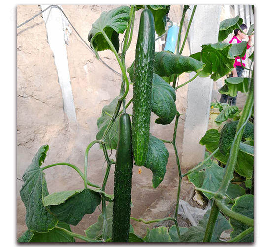 金生沃林568-黃瓜種子-德爾農(nóng)業(yè)