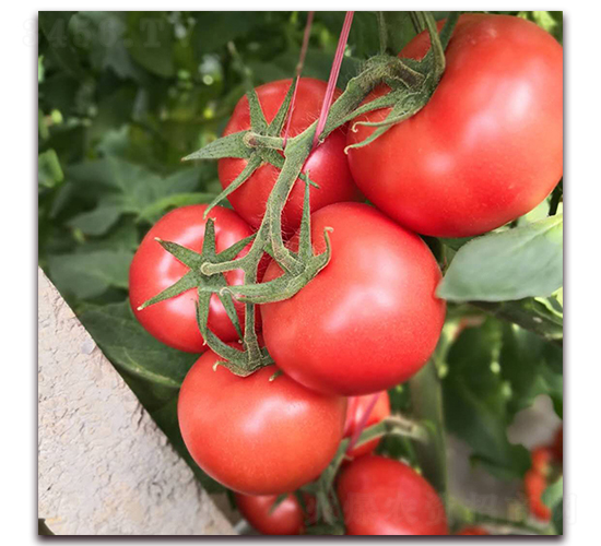 � �1072-���ѷN��-� ��r(n��ng)�I(y��)