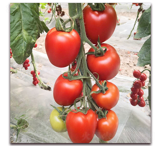 德?tīng)柭?番茄種子-德?tīng)栟r(nóng)業(yè)