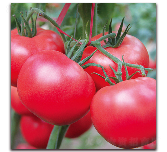 德貝利-番茄種子-德爾農業(yè)