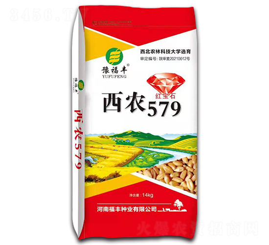 西農(nóng)579-小麥種子-豫鑫博