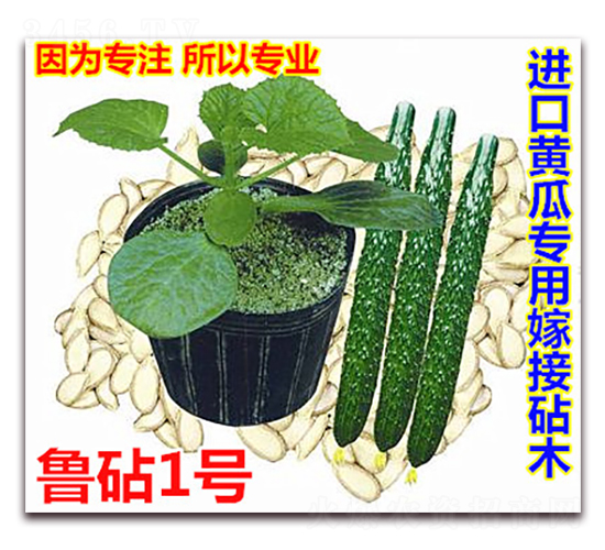 魯砧1號(hào)-黃瓜種子-萬宇農(nóng)業(yè)