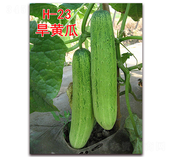 旱黃瓜H-23-黃瓜種子-萬宇農(nóng)業(yè)