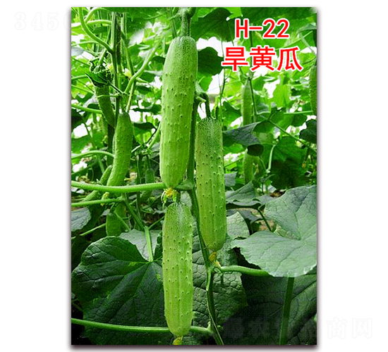 ���S��H-22-�S�ϷN��-�f���r(n��ng)�I(y��)