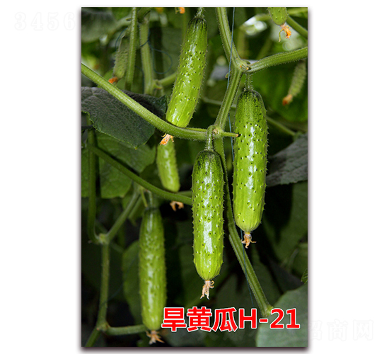 ���S��H-21-�S�ϷN��-�f���r(n��ng)�I(y��)