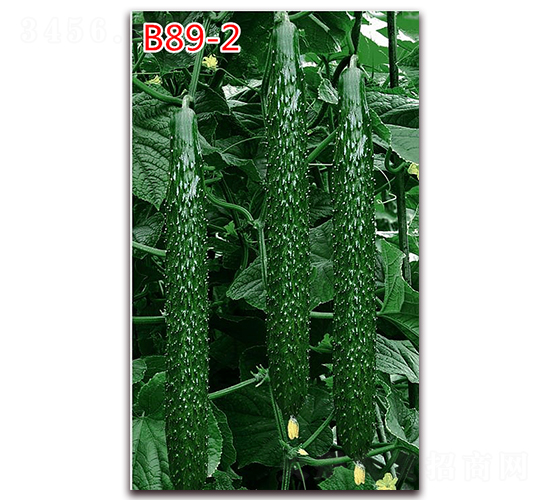 B89-2-黃瓜種子-萬宇農(nóng)業(yè)