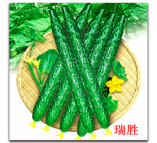 瑞勝-黃瓜種子-萬宇農(nóng)業(yè)