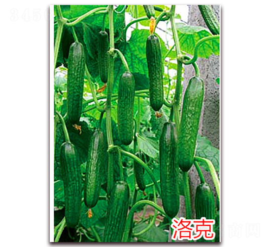 ���-ˮ���S�ϷN��-�f���r(n��ng)�I(y��)