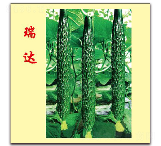 瑞達(dá)-黃瓜種子-萬宇農(nóng)業(yè)