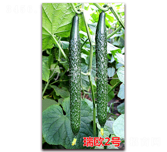 瑞歐2號(hào)-黃瓜種子-萬(wàn)宇農(nóng)業(yè)
