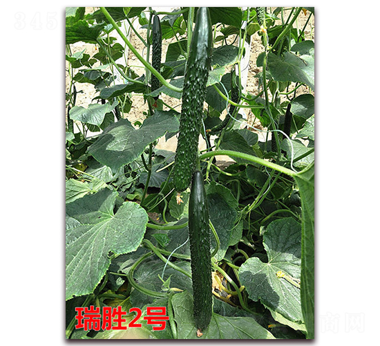 瑞勝2號-黃瓜種子-萬宇農(nóng)業(yè)